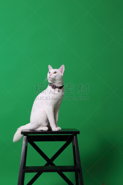 白色,猫,可爱的,背景分离,肖像,虹膜异色症,椅子,猫科动物,小的,动物