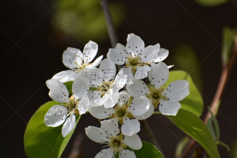 桃花,组图,自然,水平画幅,绿色,无人,嫩枝,桃,白色背景,工厂