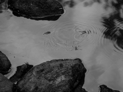 海龟,水瓶座,自然,野生动物,水平画幅,无人,日本,野外动物,户外,水黾