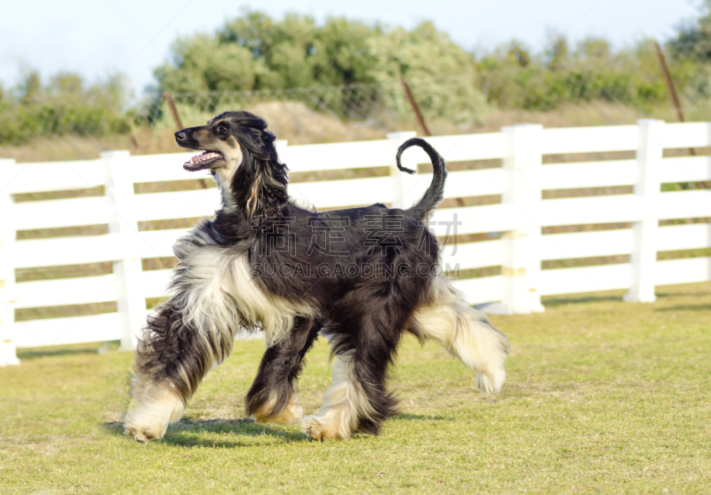 阿富汗猎犬,公园,阿富汗,水平画幅,巨大的,户外,猎犬,长发,小鹿,阿拉伯