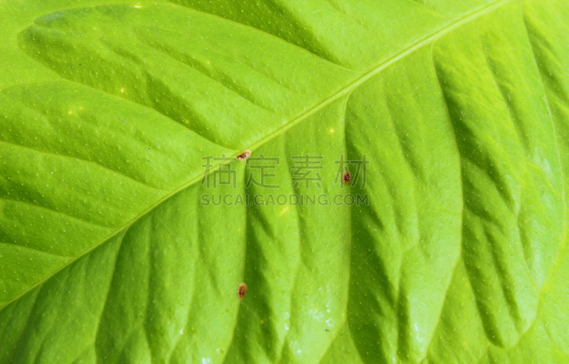 昆虫群,柠檬叶,褐软蚧,水平画幅,无人,叶脉,特写,明亮,植物,细菌