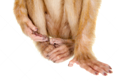 猪尾猕猴,白色,少年早期,沙巴州,发辫,自然,褐色,野生动物,水平画幅,小的