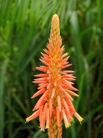 芦荟,芦荟植物,芦荟科,垂直画幅,橙色,无人,百合科,仅一朵花,植物,肉质植物