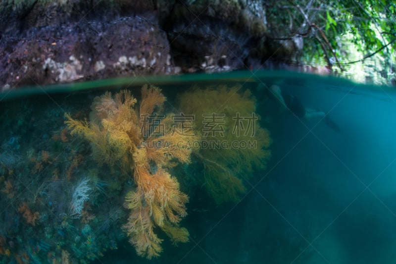 石帆珊瑚虫,浮潜,浅的,水,群岛,巴布亚新几内亚,水肺潜水,水下,野外动物,生态多样性