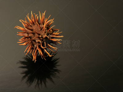 七叶树种子,自然,褐色,水平画幅,无人,干花,荆棘,黑色,红色,彩色图片