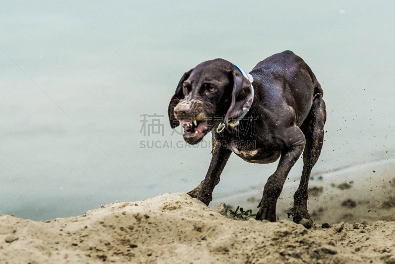 维希拉猎犬,生气,水平画幅,狗,进攻,捕食,摄影