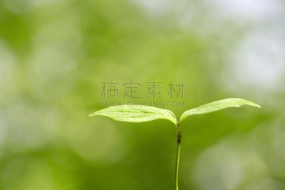 双叶区,自然,花蕾,春天,植物,水平画幅,绿色,新生活,无人,摄影