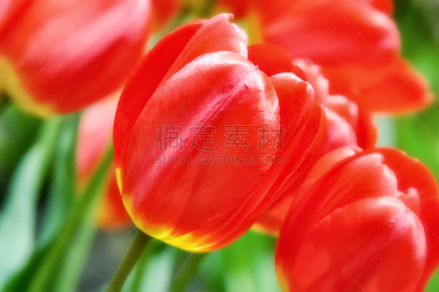 郁金香,特写,红色,黄色,弥漫性增生,美,水平画幅,户外,植物,彩色图片