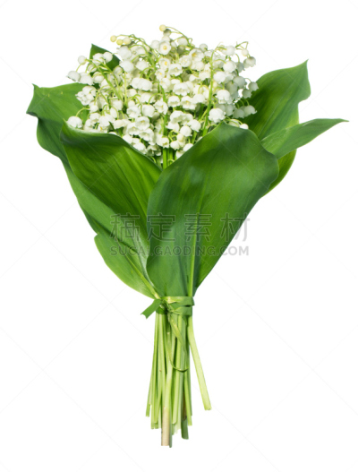 春天,垂直画幅,芳香的,铃兰,无人,五月,特写,百合花,花束,花