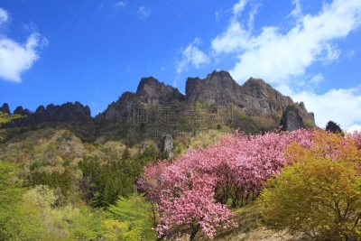 山,春天,妙义町,妙义山,群马县,里山,水平画幅,枝繁叶茂,樱花,无人