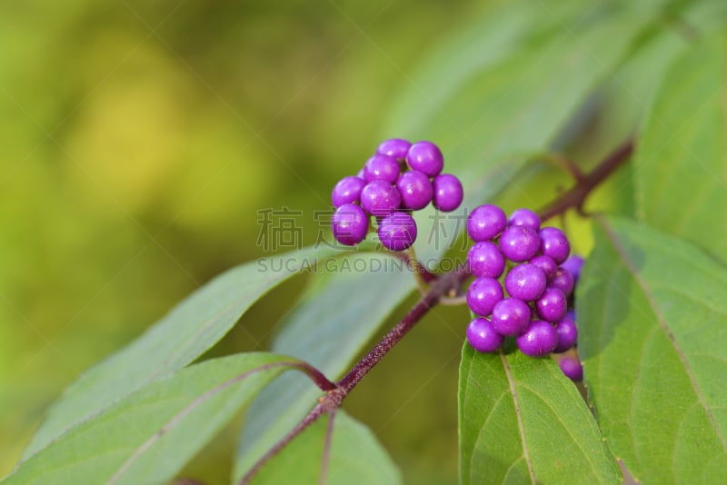 美,浆果,聚合时期,水平画幅,长方形,组物体,户外,明亮,球体,植物