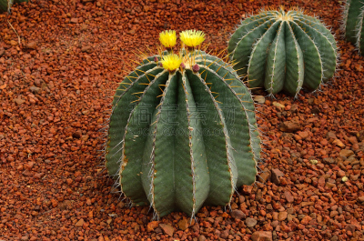cactus flower