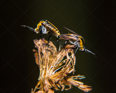 蜻蜓,一对,祖母绿,癣菌,豆娘,蚊子,动物交配,自然,野生动物,纯种犬