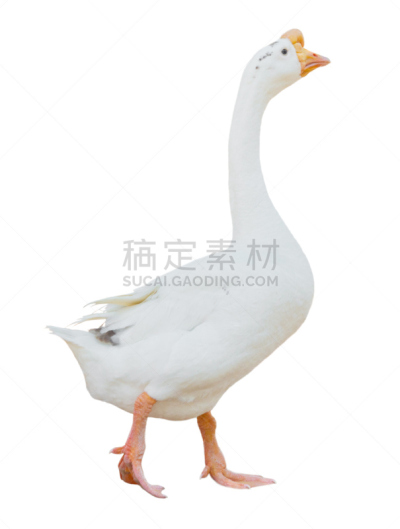 鹅肉,白色,垂直画幅,无人,家禽,鸟类,家庭生活,肉,商业金融和工业,彩色图片