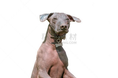 白色,分离着色,中国冠毛犬,墨西哥无毛犬,秃头,动物无毛的表皮,纯种犬,水平画幅,家畜,动物身体部位