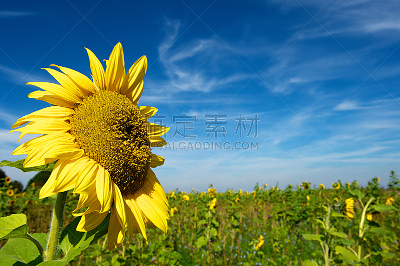 田地,向日葵,自然,图像聚焦技术,选择对焦,水平画幅,地形,快乐,无人,夏天