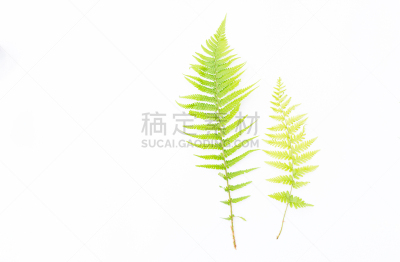 清新,叶子,蕨类,幼小动物,两个物体,美,水平画幅,枝繁叶茂,无人,夏天