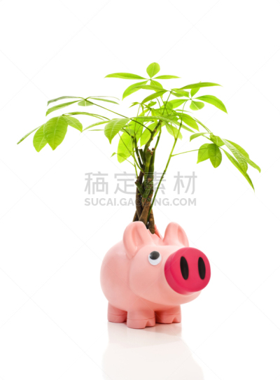 发财树,小猪扑满,垂直画幅,储蓄,无人,金融,猪,概念,公司企业,向上看