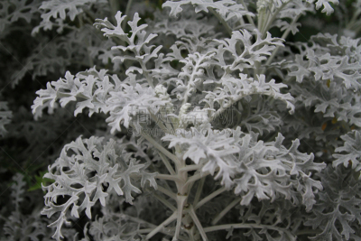 植物,灰色,背景,银色瓜叶菊,美,水平画幅,新加坡,银色,无人,园艺