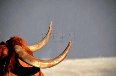 纳瓦拉,母牛,有角的,野外动物,奔牛节,水平画幅,2015年,摄影,跑