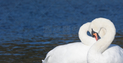 天鹅,心型,长颈族,自然,高雅,符号,野生动物,图像,池塘,鸟类