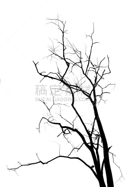 叶子,死亡的植物,自然,垂直画幅,形状,秋天,无人,硬木地板,户外,干的