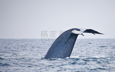 蓝鲸,尾鳍,印鱼,鲸,斯里兰卡,尾巴,鲸类,巨大的,自然,潜水