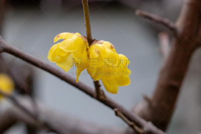 李子,蜡,日本,东京,自然界的状态,一月,公园,二月,春天,水仙花