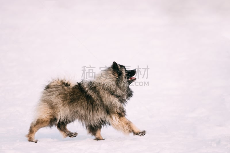 凯斯犬,雪,狗,幼小动物,美,留白,公园,水平画幅,进行中,美人