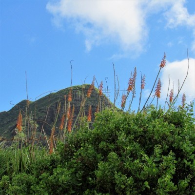海岸线,山谷,瓦安娜海岸,海滩,理想化的,库拉,山脉,太平洋岛屿,热带气候,云