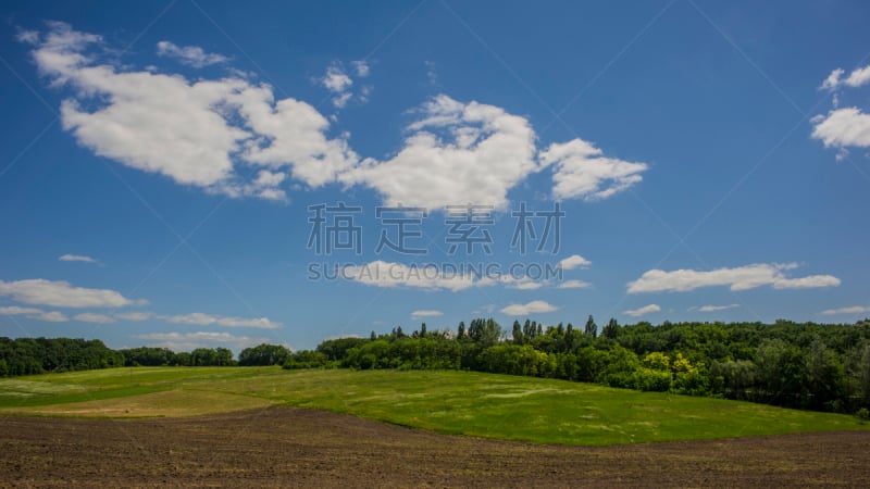 agricultural green field. Sunny day. Spring season.