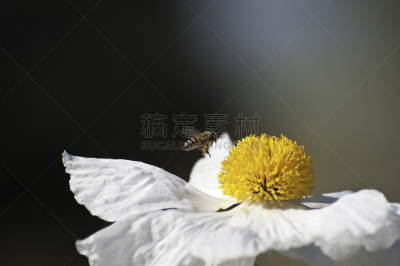 蜜蜂,自然,水平画幅,无人,夏天,仅一朵花,彩色图片,多年生植物,灌木,大特写