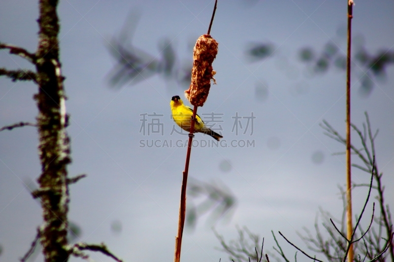 玉兰类,橙尾鸲莺属,木兰莺,鸣鸟,香蒲,新斯科舍,野生动物,水平画幅,小的,无人