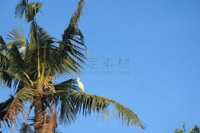 白鹭,印度尼西亚,苍鹭,非凡的,生物学,野生动物,鹭科,自然美,动物,生物学家