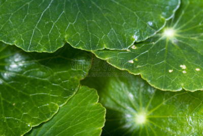 草,黄金,水平画幅,形状,缓慢的,膀胱,待遇,非凡的,植物,远古的