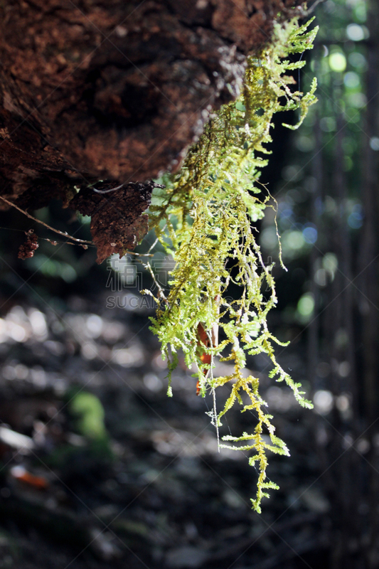 五蕊柳,戈梅拉,垂直画幅,绿色,苔藓,湿,户外,西班牙,树荫,森林