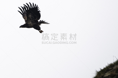 金雕,留白,食肉鸟,水平画幅,无人,鸟类,动物习性,动物身体部位,野外动物,户外