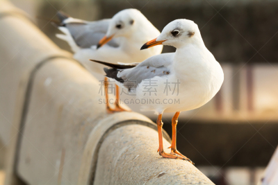 褐色,白色,冬天,海鸥,日光浴,铁路桥,自然美,头球,特写,站