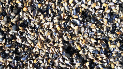 贝壳,2008,北爱尔兰,海滩,十月,水平画幅,2015年,英国,户外,海洋