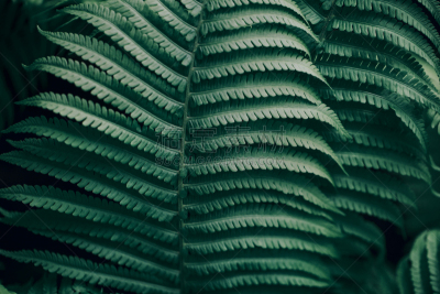 蕨类,叶子,大特写,自然美,剑 fern,鸵鸟 fern,水龙骨科,绿色背景,灌木,羽衣甘蓝