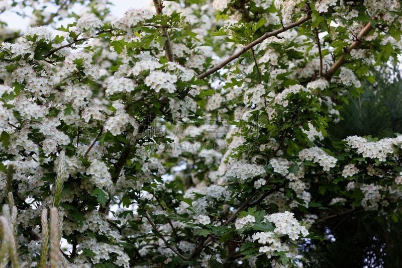 菜园,水平画幅,无人,嫩枝,花序,户外,特写,白色,春天