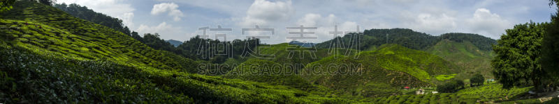 茶树,马来西亚,自然,风景,苏格兰高地,自然美,卡梅伦蒙大纳,农业,热带气候,农场