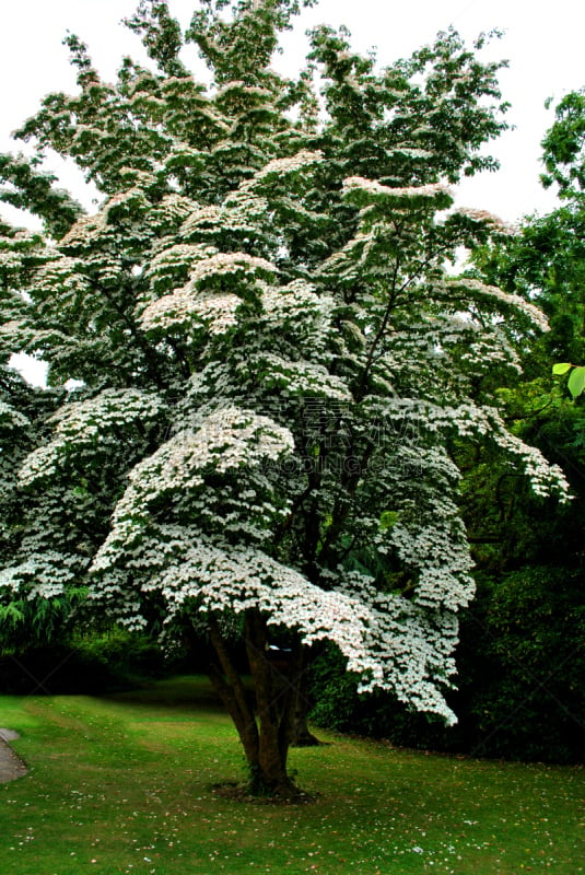 山茱萸,自然,垂直画幅,无人,园艺,植物园,夏天,户外,箭木,白色