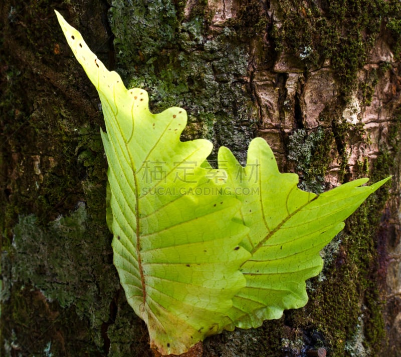 叶子,蕨类,橡树,甘草蕨,褐色,水平画幅,无人,热带雨林,户外,生物学