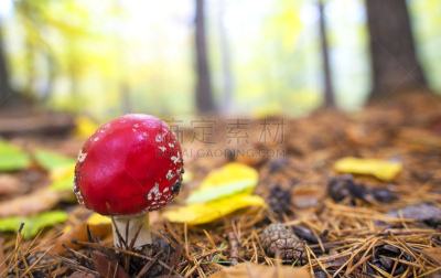 特写,自然,有毒生物体,蘑菇,鹅膏菌,绘画艺术品,水平画幅,无人,苔藓,户外