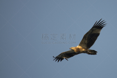 库莫度,印度尼西亚,风景,纳闽,弗罗里斯岛,科莫多巨蜥,群岛,龙,水,天空