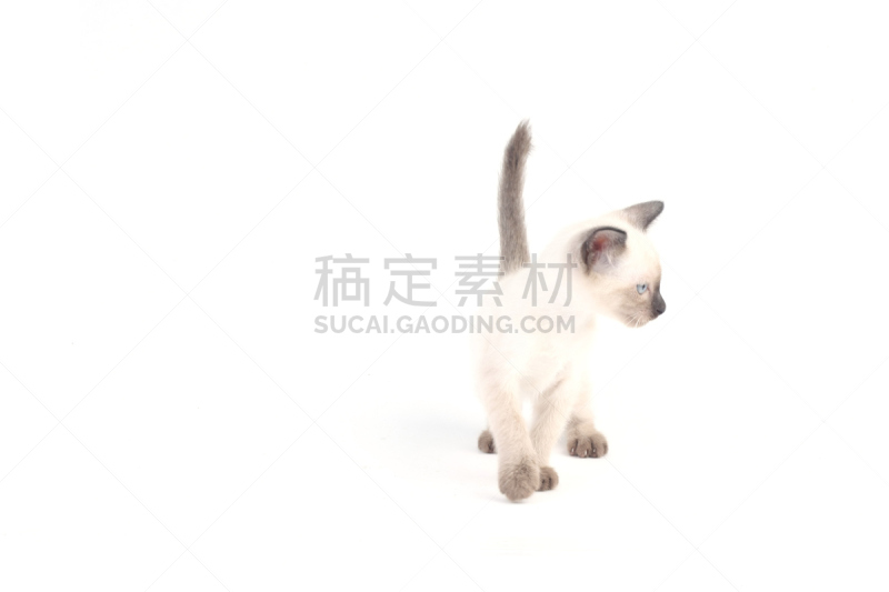 暹罗猫,白色背景,小猫,格鲁曼f-14,海豹猫,短毛猫,留白,褐色,水平画幅,可爱的