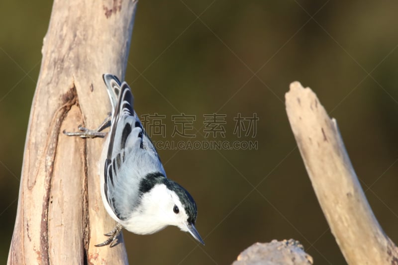 五子雀,白胸五十雀,水平画幅,鸟类,动物身体部位,翅膀,人的眼睛,加拿大,白色,喙