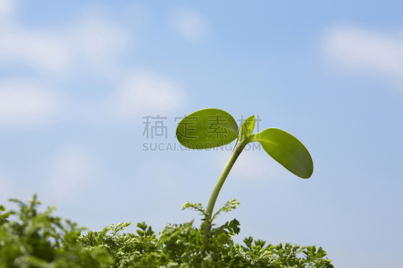 天空,秧苗,蓝色,向日葵,双叶区,呼吸气 ,水平画幅,无人,特写,植物