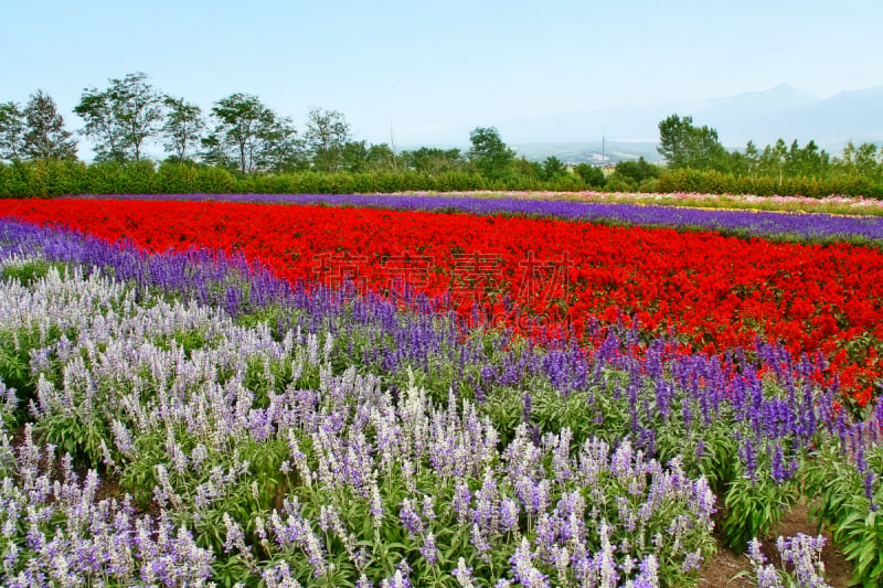 中富良野,北海道,日本,田地,熏衣草,农场,多色的,富良野盆地,上川支厅,薰衣草色